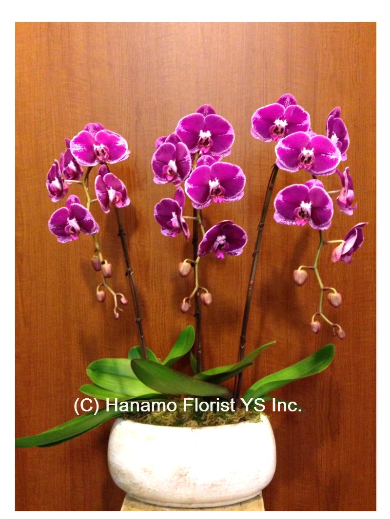ORCH109. 3 Premium Pink, Purple or Yellow Orchids in Pot